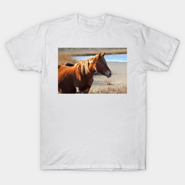 Assateague Beach Ponies - Series - 05 T-Shirt by searchlight